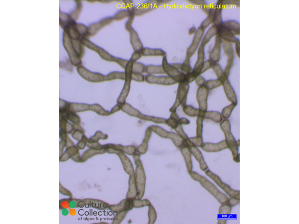 Hydrodictyon reticulatum