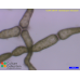 Hydrodictyon reticulatum