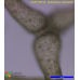 Hydrodictyon reticulatum
