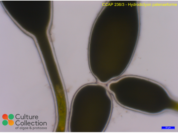 Hydrodictyon patenaeforme