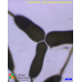 Hydrodictyon patenaeforme