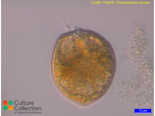 Prorocentrum micans Prorocentrum micans