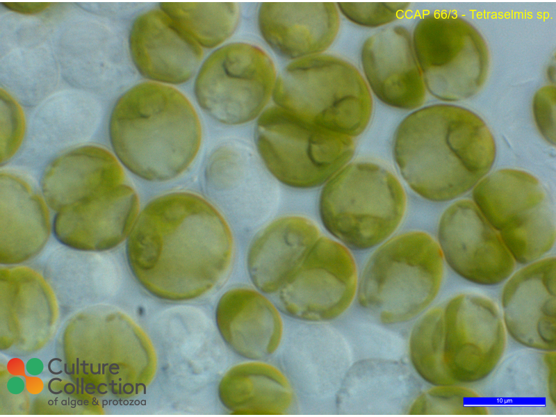 Tetraselmis sp.