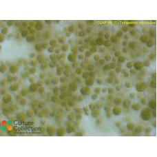 Tetraselmis convolutae