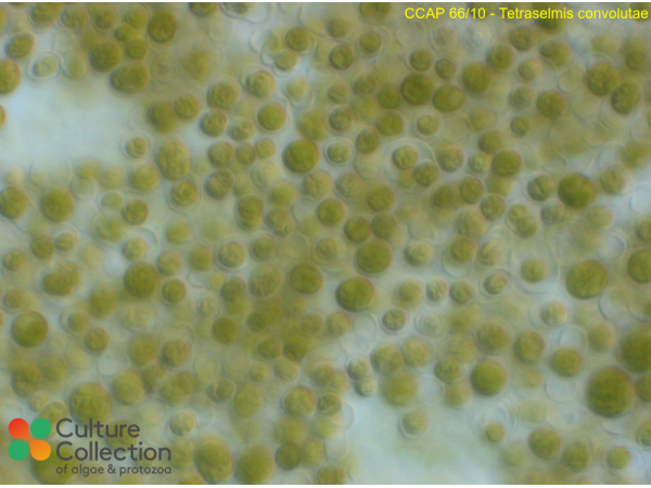 Tetraselmis convolutae