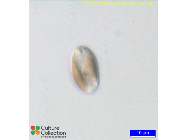 Cryptomonas curvata
