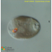 Cryptomonas curvata