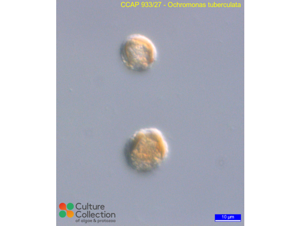 Ochromonas tuberculata