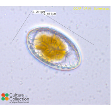 Surirella sp.