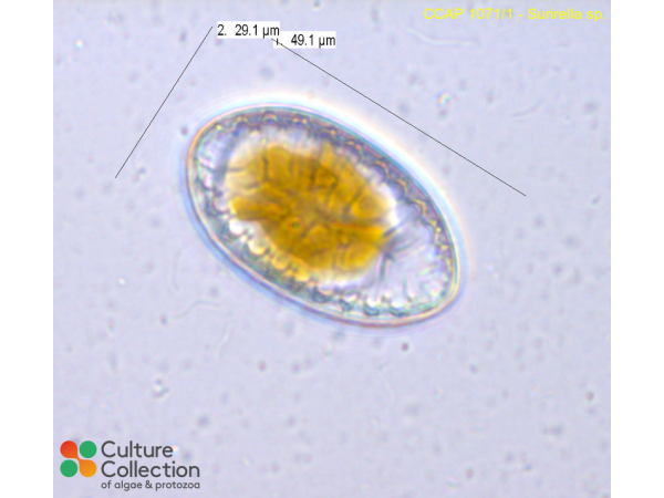 Surirella sp. Surirella sp.