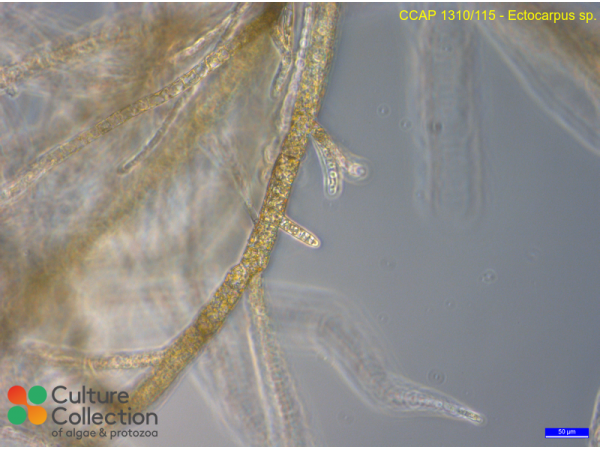 Ectocarpus sp.