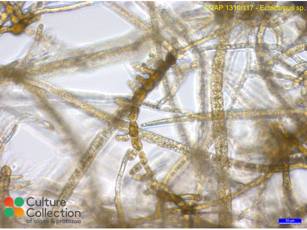 Ectocarpus sp.