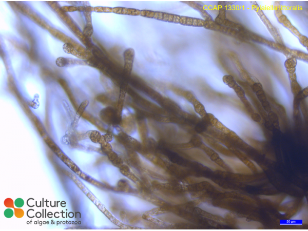 Pylaiella littoralis