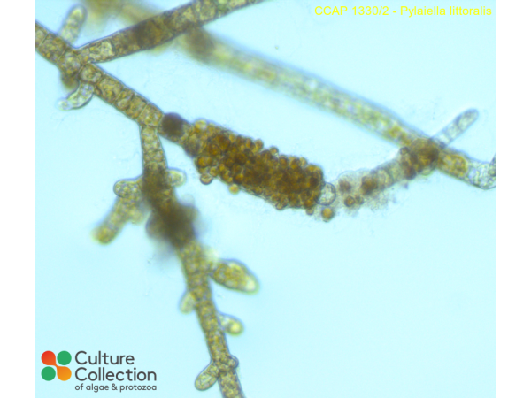 Pylaiella littoralis