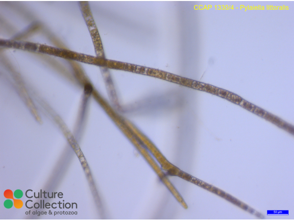 Pylaiella littoralis