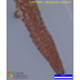 Hypoglossum sabahense