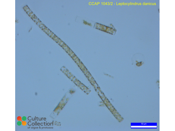 Leptocylindrus danicus