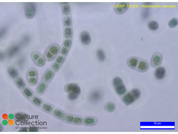 Chroodactylon ornatum