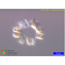 Asterionella formosa