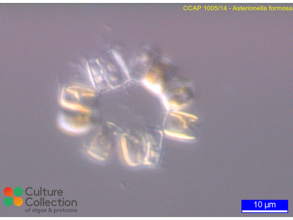 Asterionella formosa Asterionella formosa