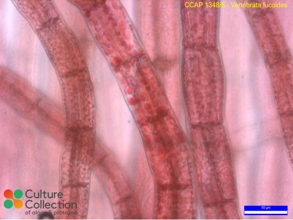 Vertebrata fucoides Vertebrata fucoides