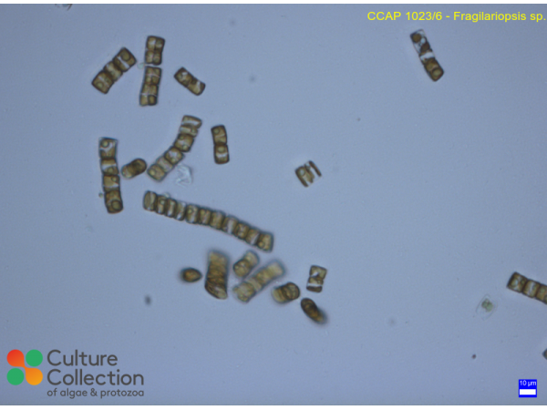 Synedropsis cf. recta