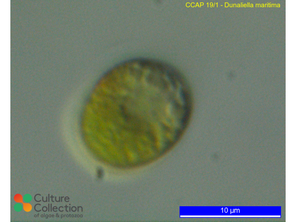 Dunaliella maritima