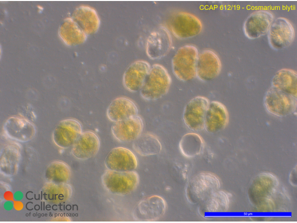 Cosmarium blytii Cosmarium blytii