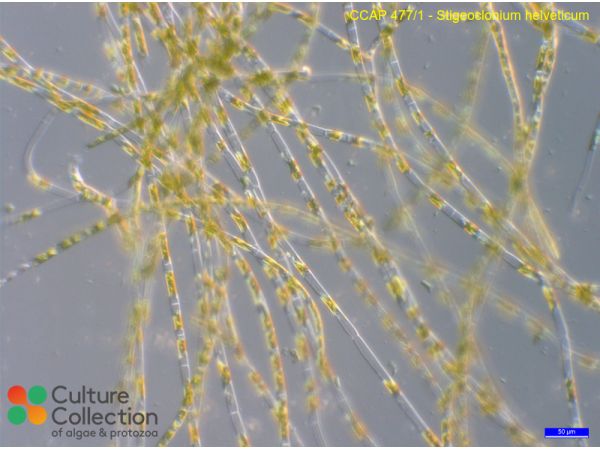 Stigeoclonium helveticum