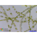Stigeoclonium helveticum