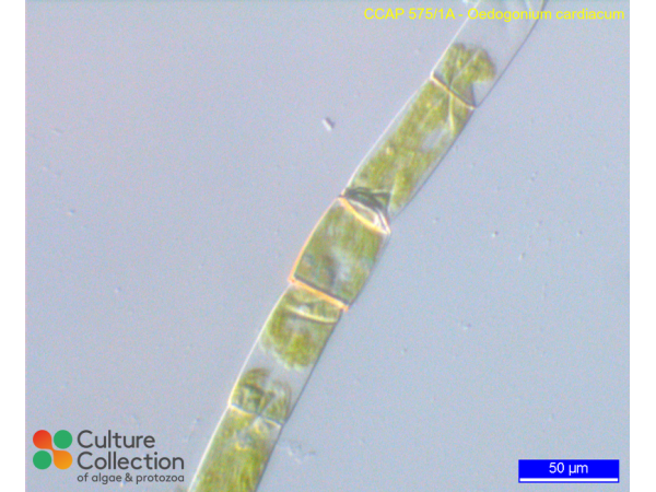 Oedogonium cardiacum