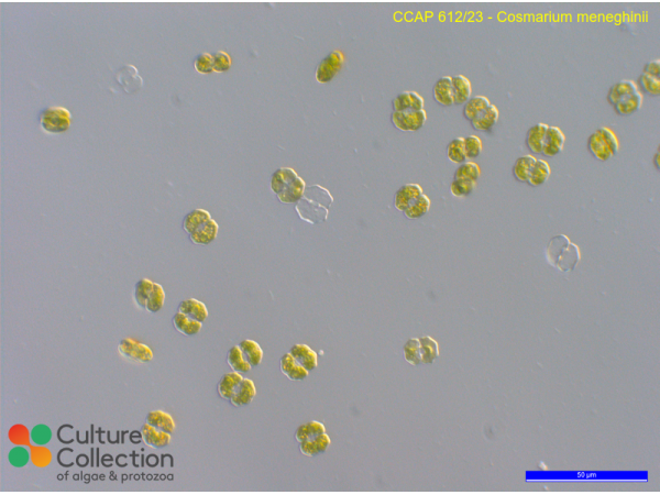 Cosmarium meneghinii