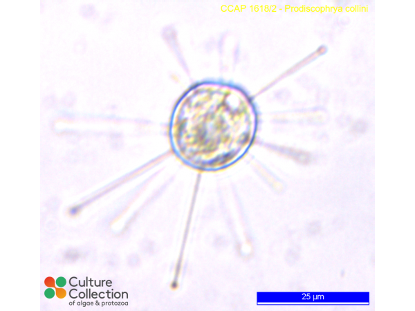 Prodiscophrya collini