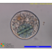 Nuclearia delicatula