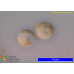 Phaeocystis sp.