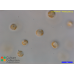 Phaeocystis sp.