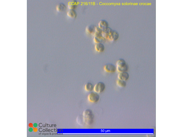 Coccomyxa solorinae crocae