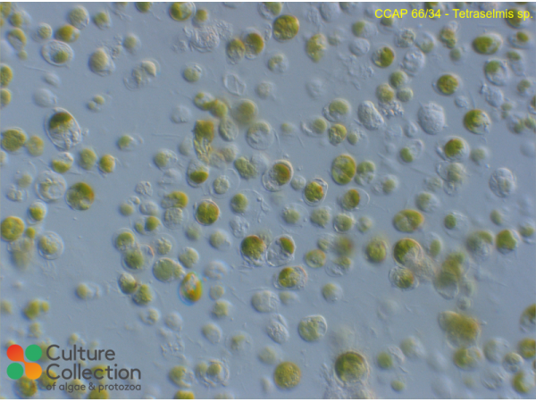Tetraselmis sp. Tetraselmis sp.