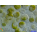 Tetraselmis sp. Tetraselmis sp.
