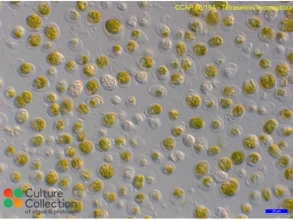 Tetraselmis inconspicua