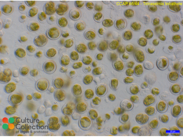 Tetraselmis tetrathele Tetraselmis tetrathele