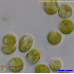Tetraselmis tetrathele