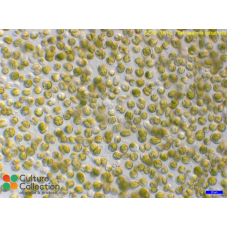 Tetraselmis tetrathele