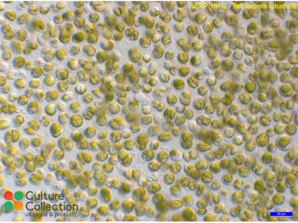 Tetraselmis tetrathele