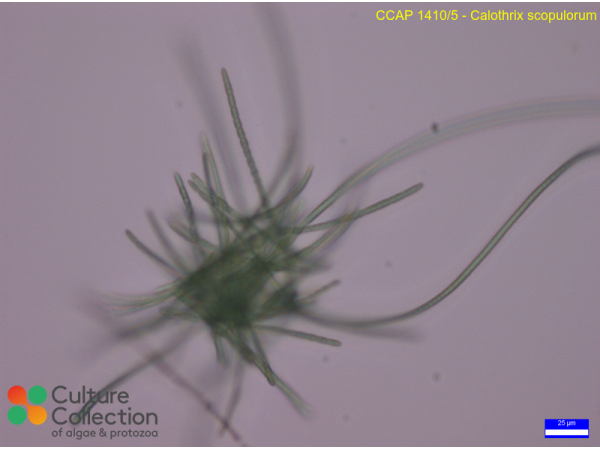 Calothrix scopulorum