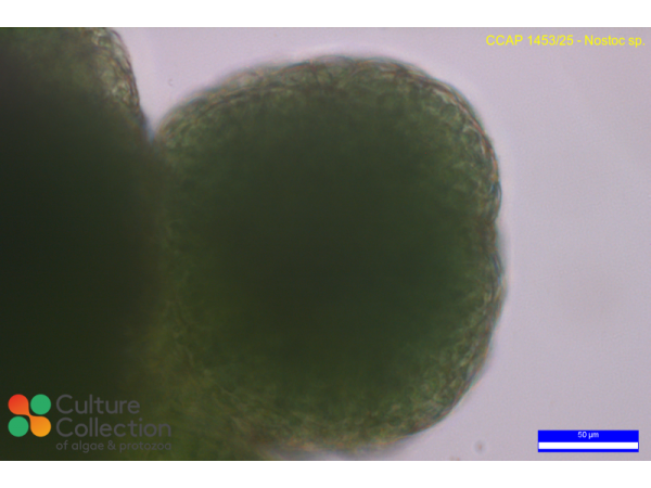 Nostoc sp.