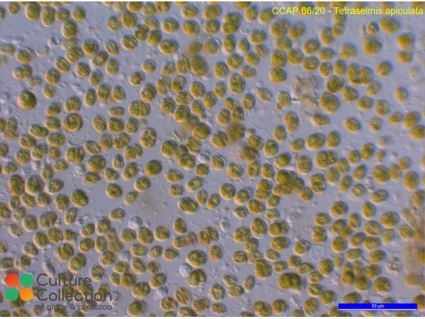 Tetraselmis apiculata