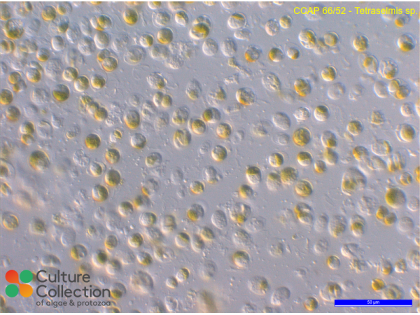 Tetraselmis sp.