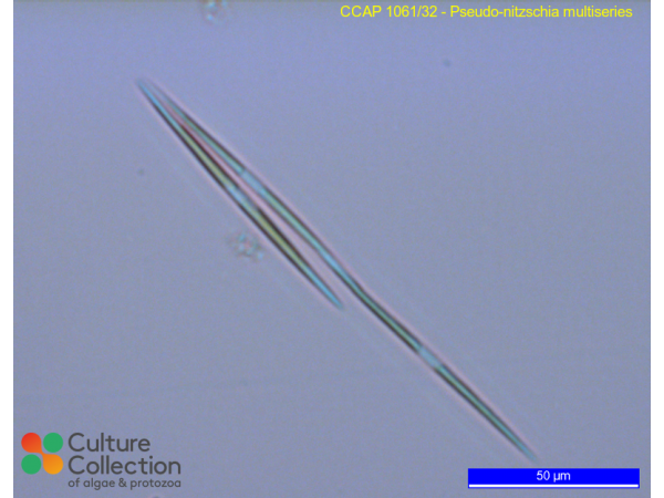 Pseudo-nitzschia multiseries