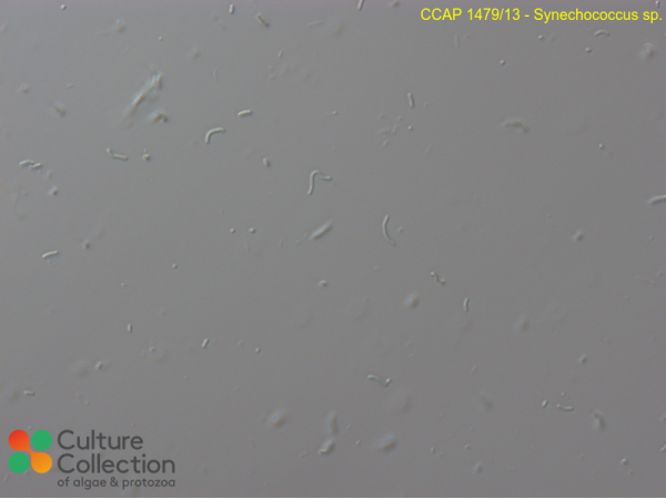 Synechococcus sp. Synechococcus sp.